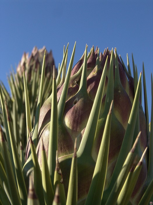 img00034.jpg