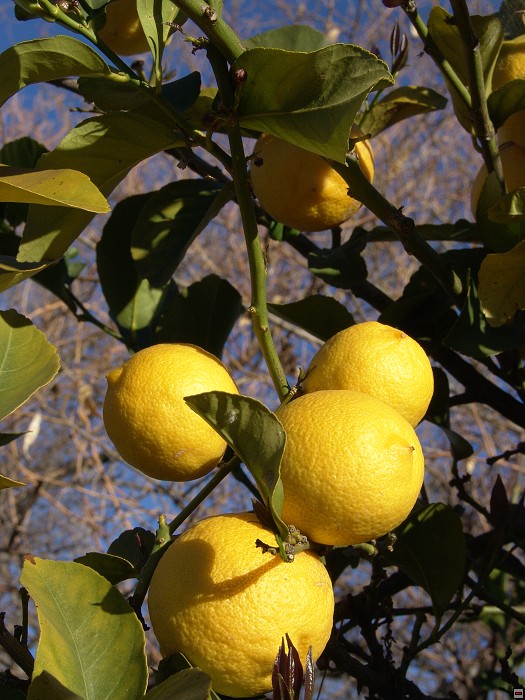 img00057.jpg