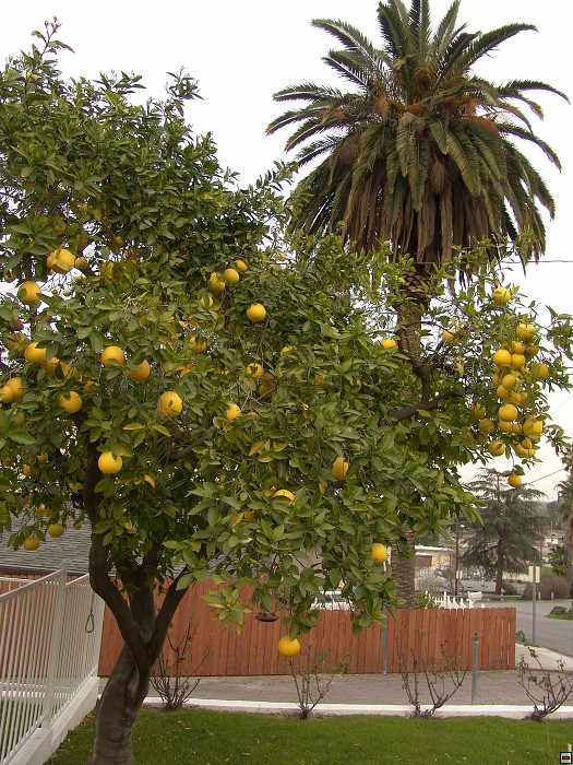 img00077.jpg