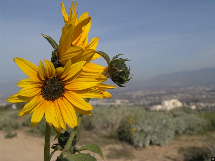 img00089.jpg