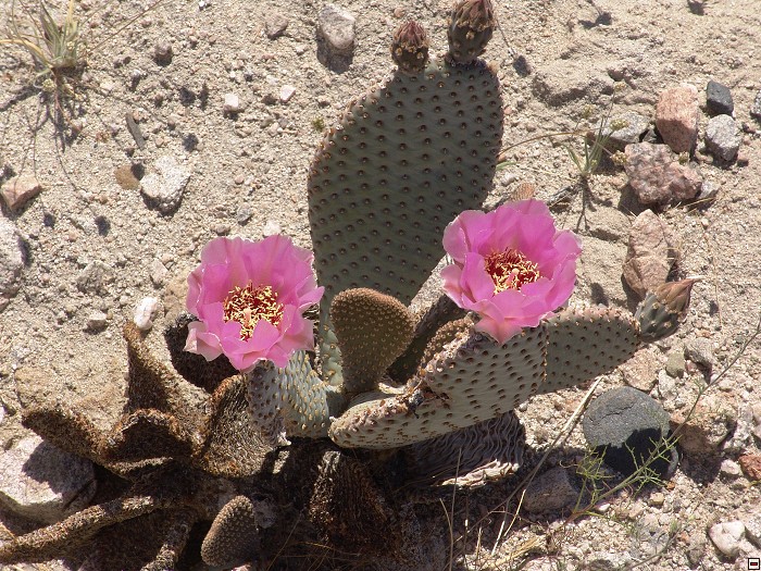 img00130.jpg